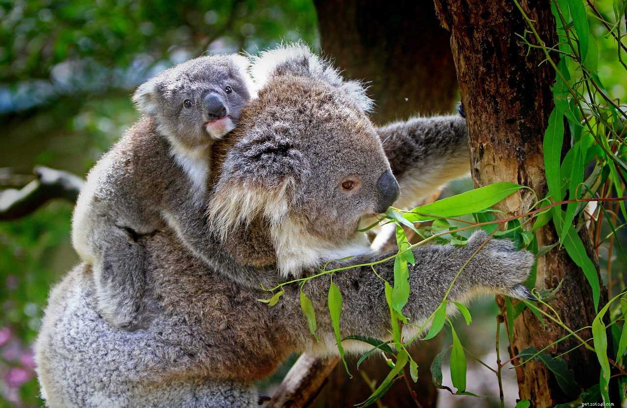 10 Endearing Baby Animals That Love Their Moms