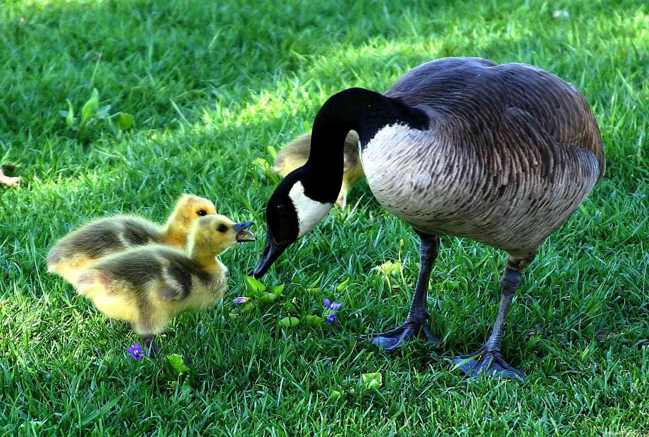 10 Endearing Baby Animals That Love Their Moms