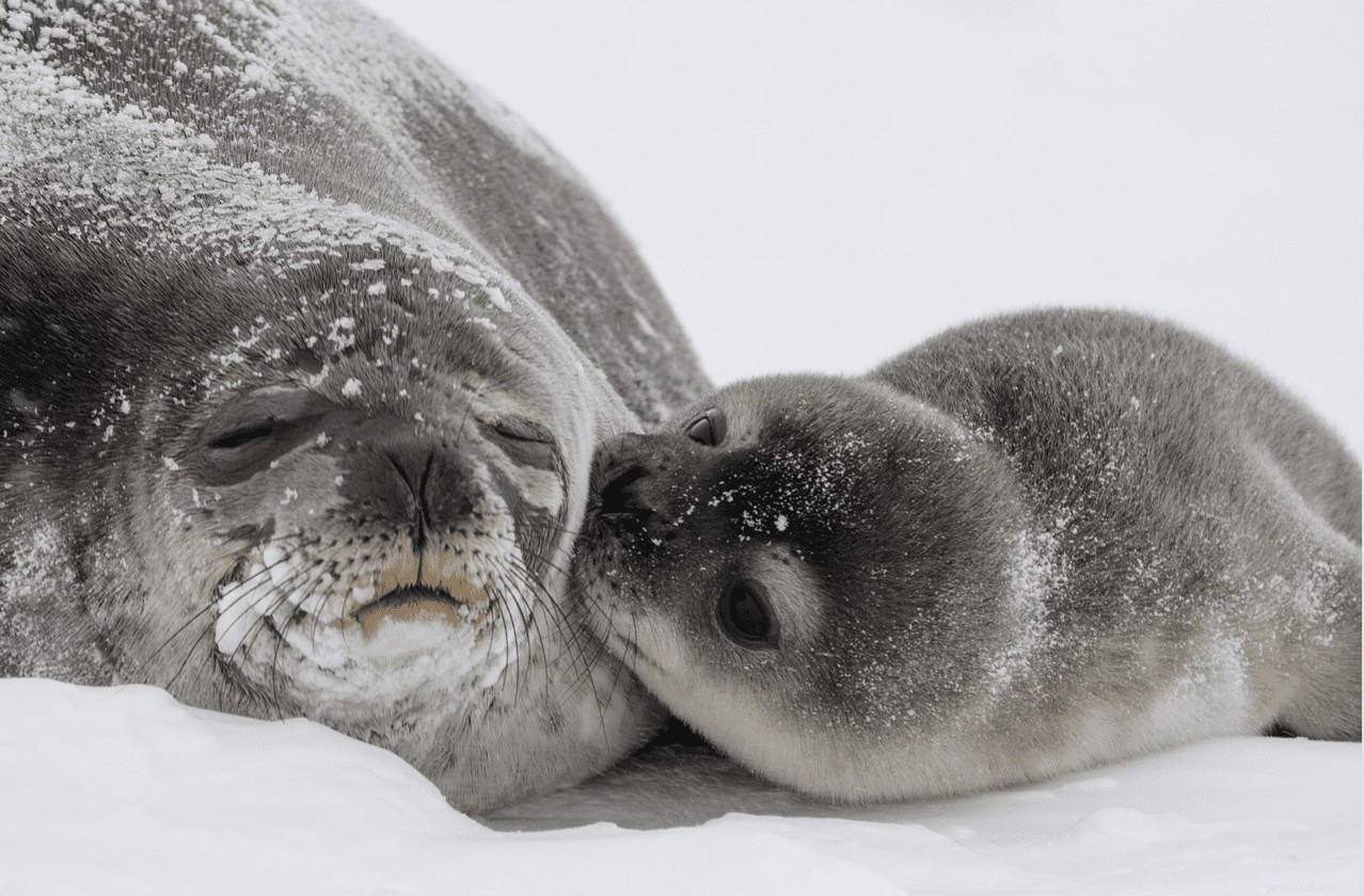 10 Endearing Baby Animals That Love Their Moms