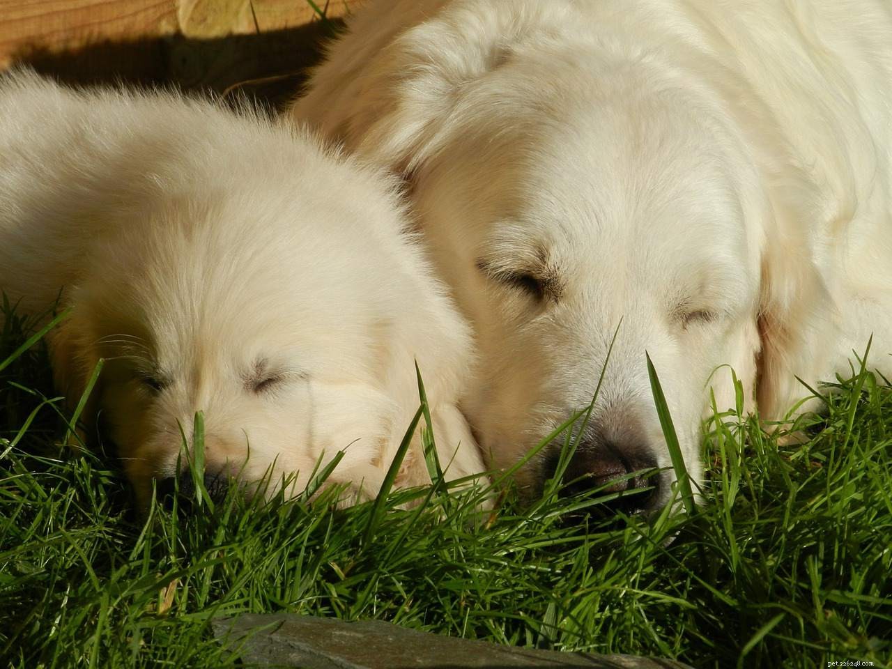 10 Endearing Baby Animals That Love Their Moms