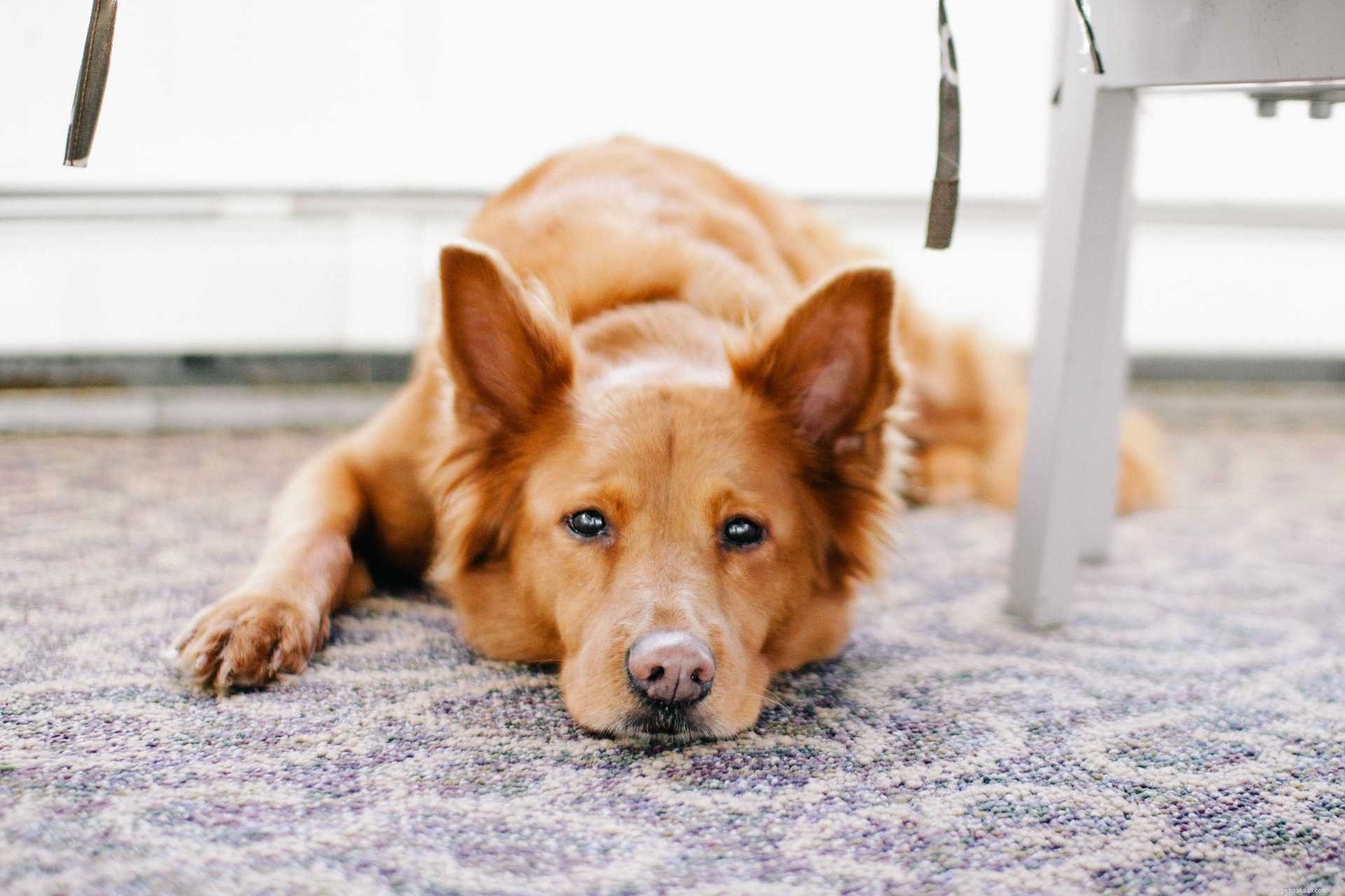16 Dogs That Truly Deserve a Restful Nap