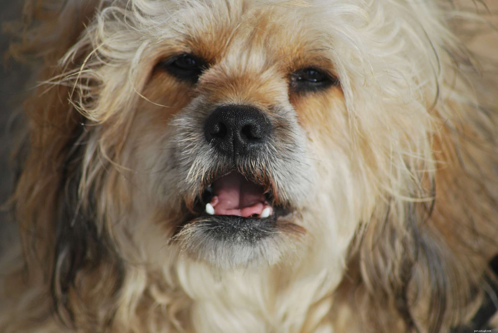 16 Dogs That Truly Deserve a Restful Nap