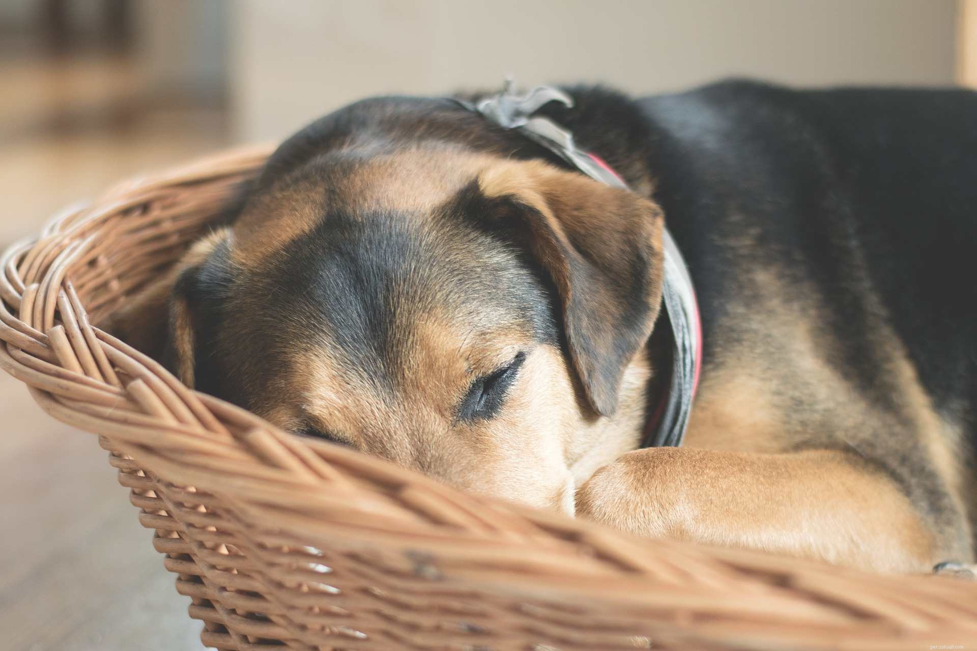 16 Dogs That Truly Deserve a Restful Nap