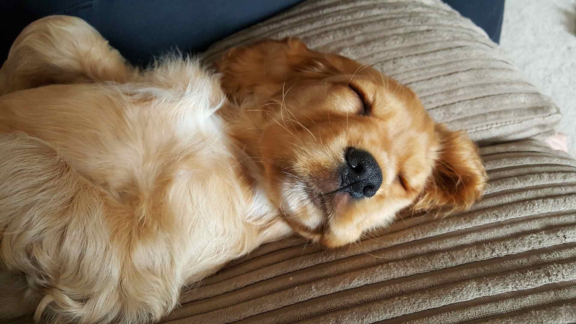 16 Dogs That Truly Deserve a Restful Nap
