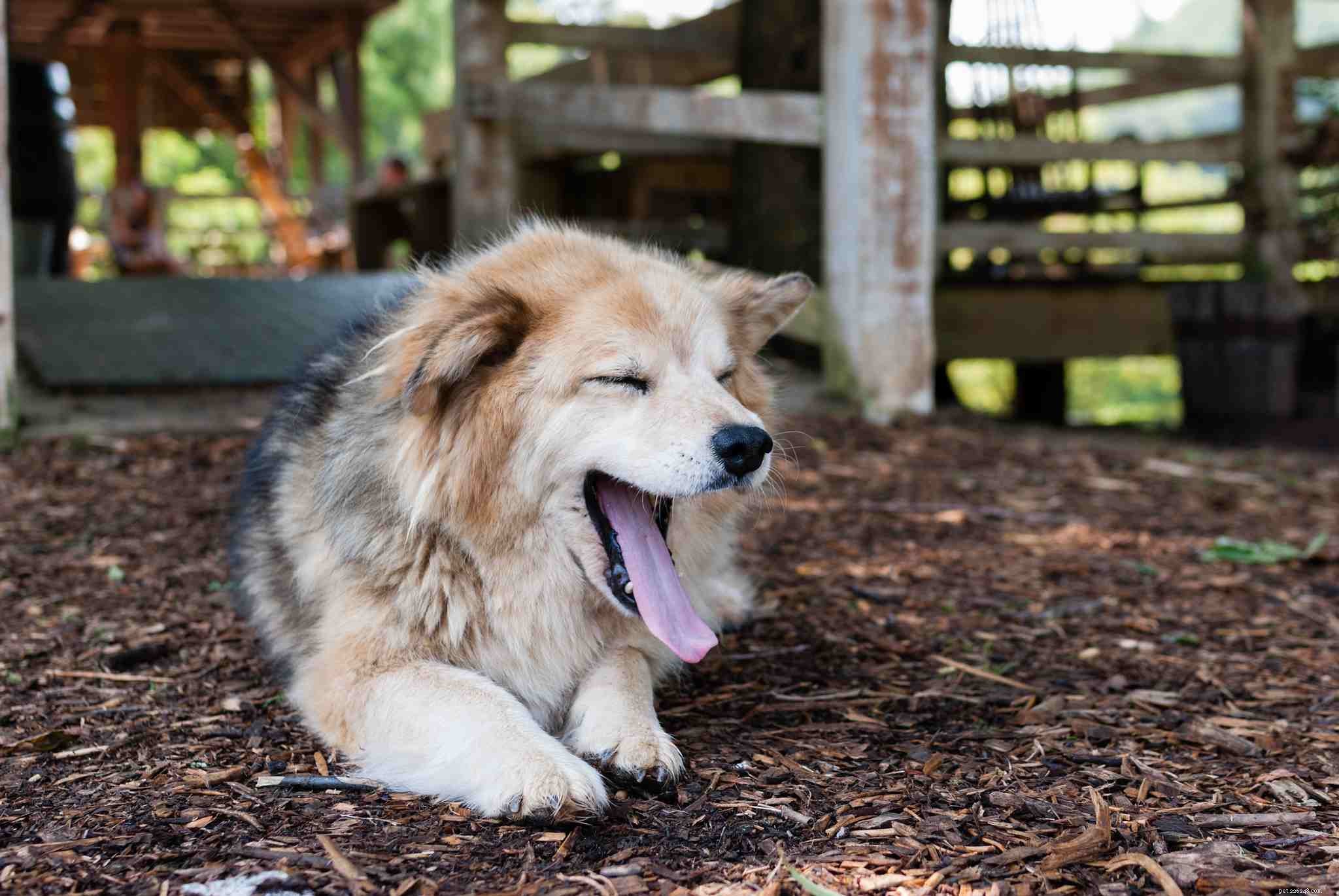 16 Dogs That Truly Deserve a Restful Nap
