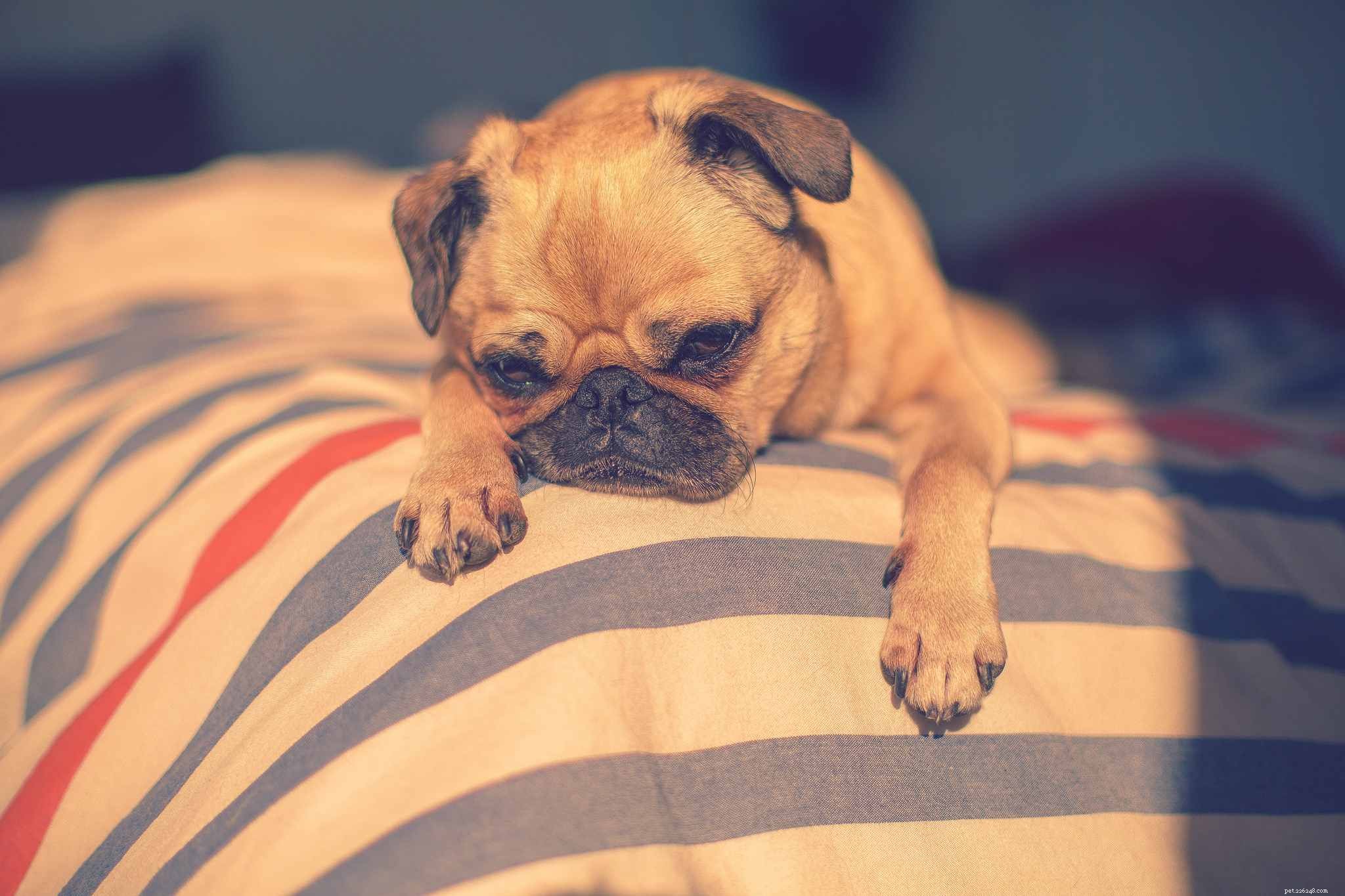16 Dogs That Truly Deserve a Restful Nap