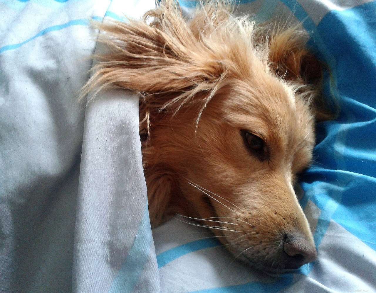 16 Dogs That Truly Deserve a Restful Nap
