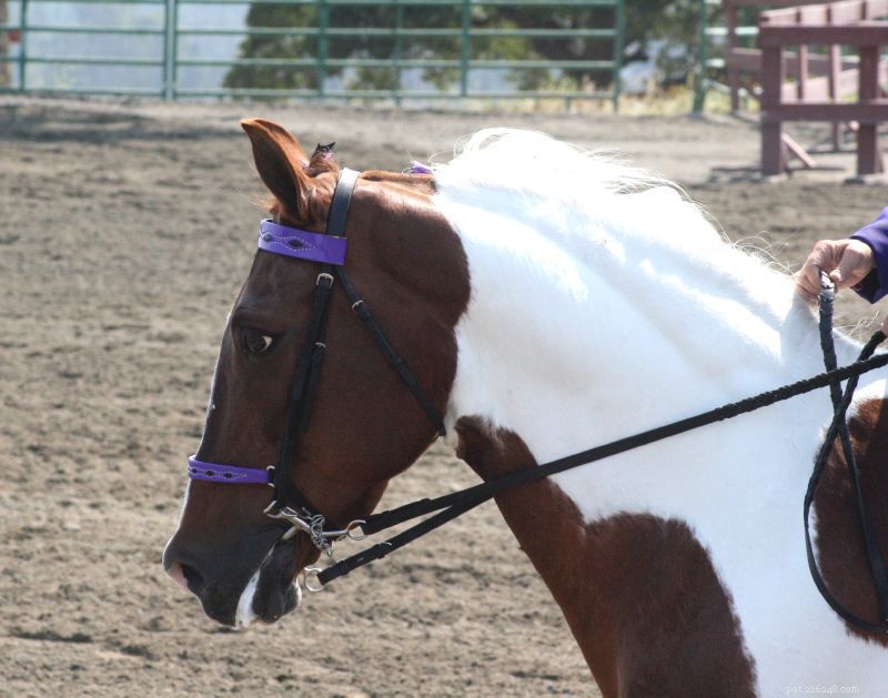 Spotted Saddle Horse: Comprehensive Breed Profile & Adoption Guide