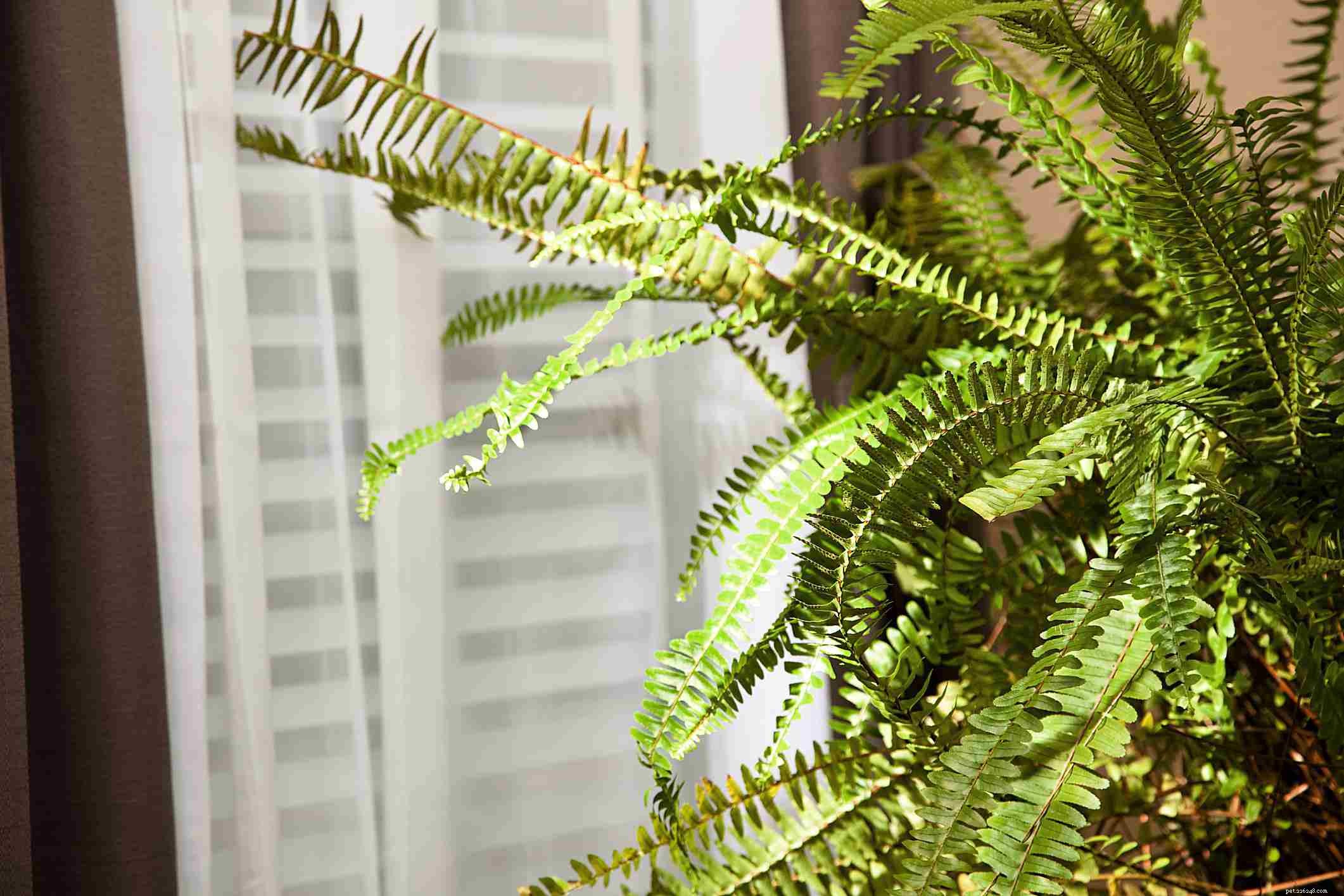 10 Dog-Friendly Houseplants That Are Safe & Non-Toxic