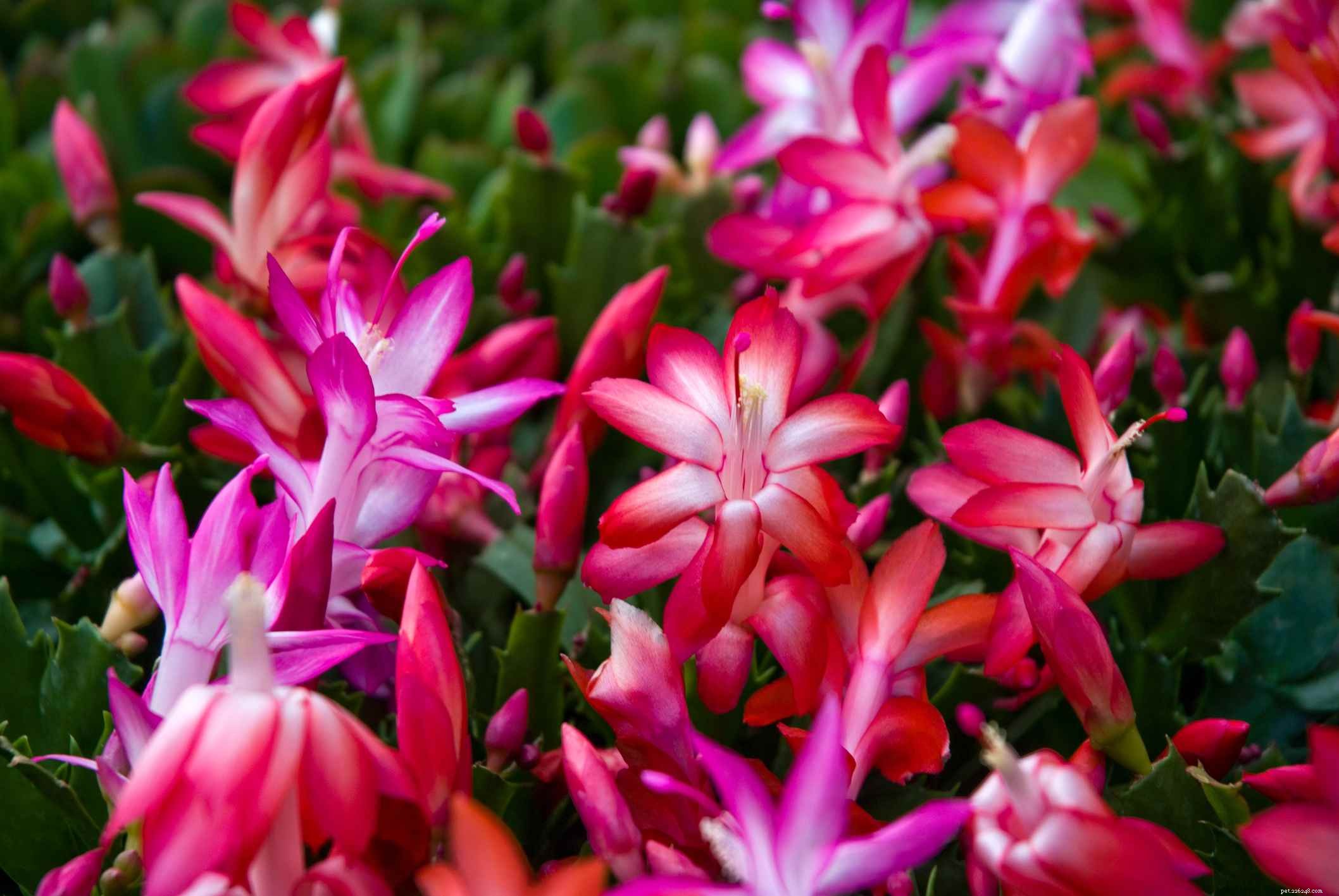 10 Dog-Friendly Houseplants That Are Safe & Non-Toxic
