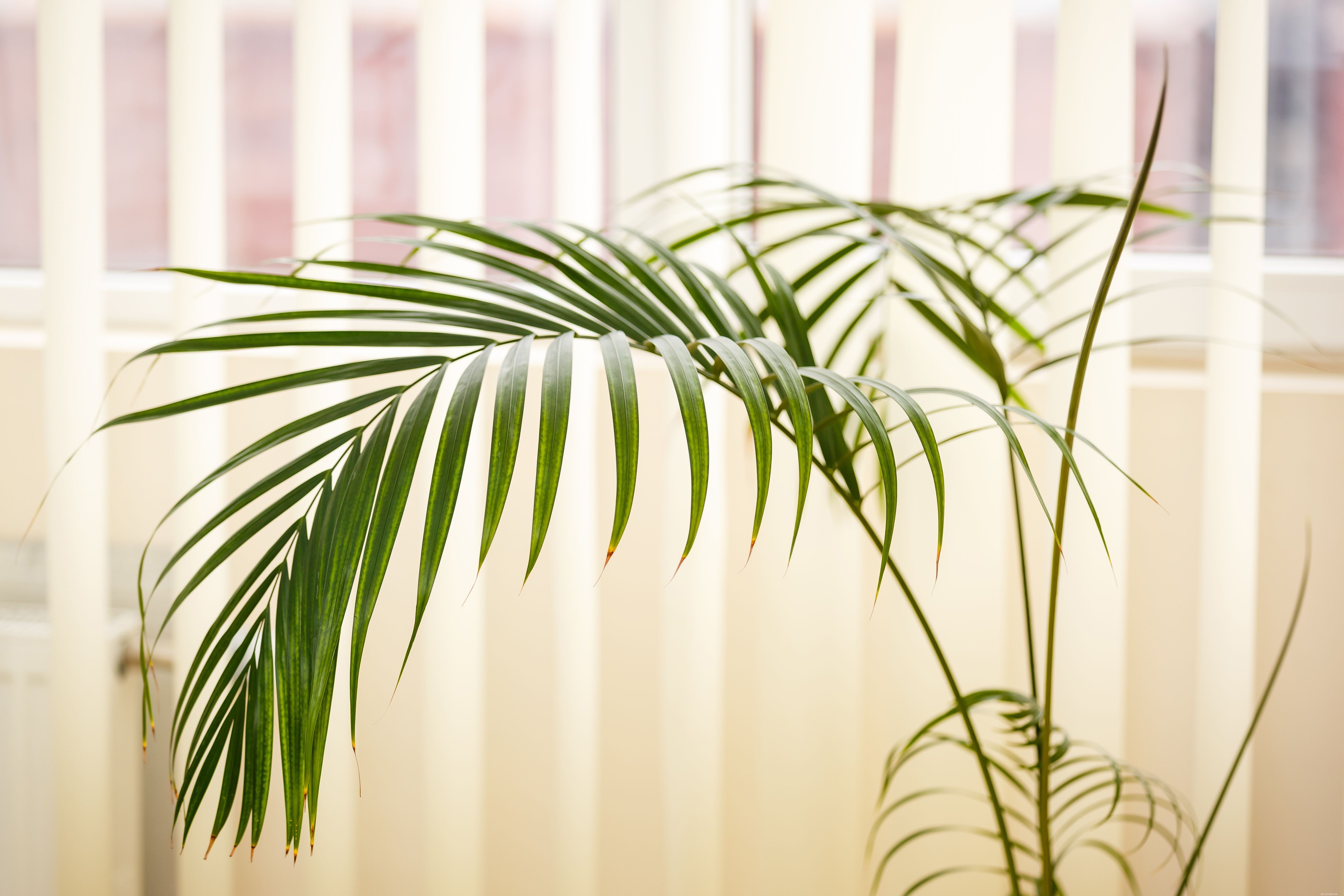 10 Dog-Friendly Houseplants That Are Safe & Non-Toxic