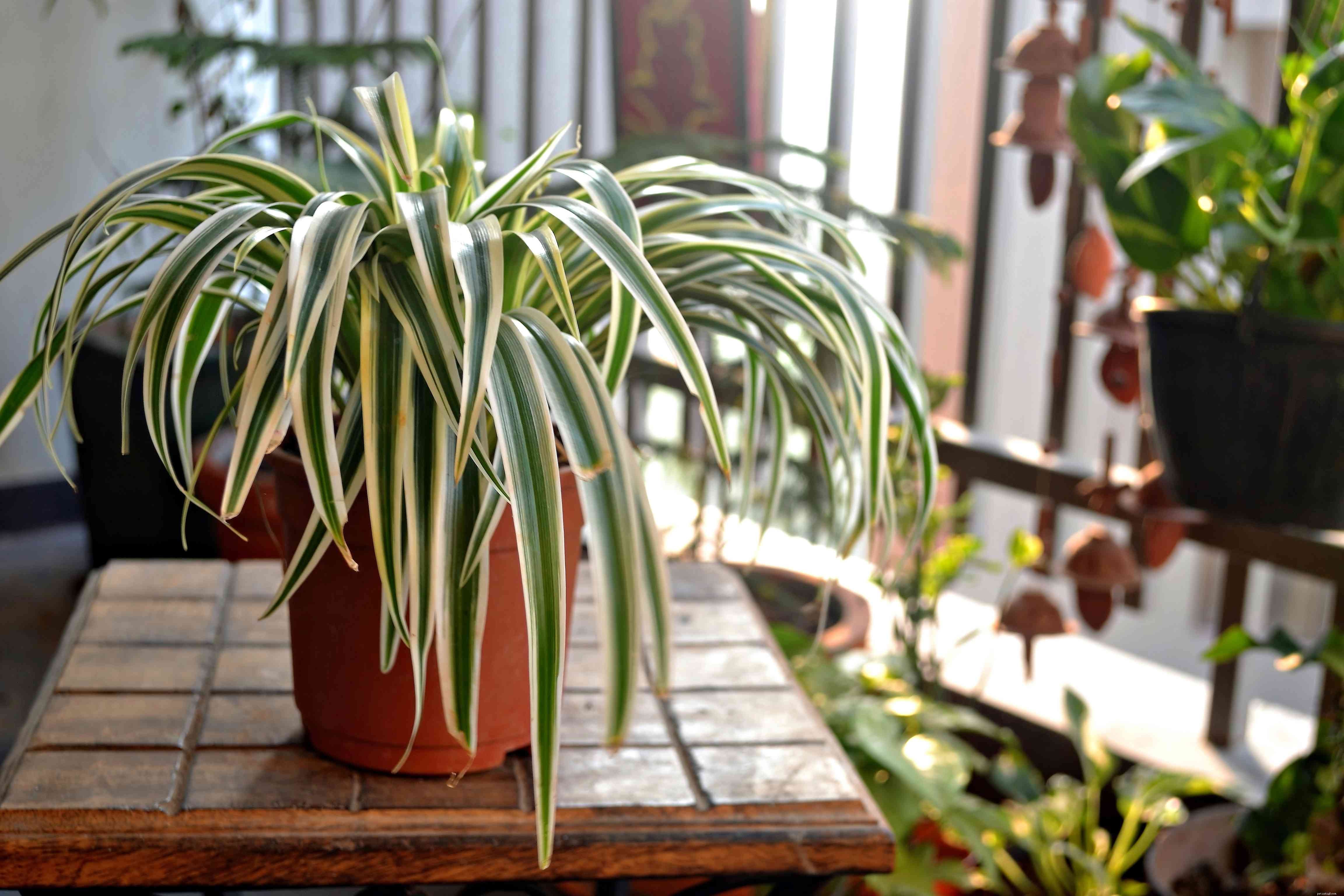 10 Dog-Friendly Houseplants That Are Safe & Non-Toxic
