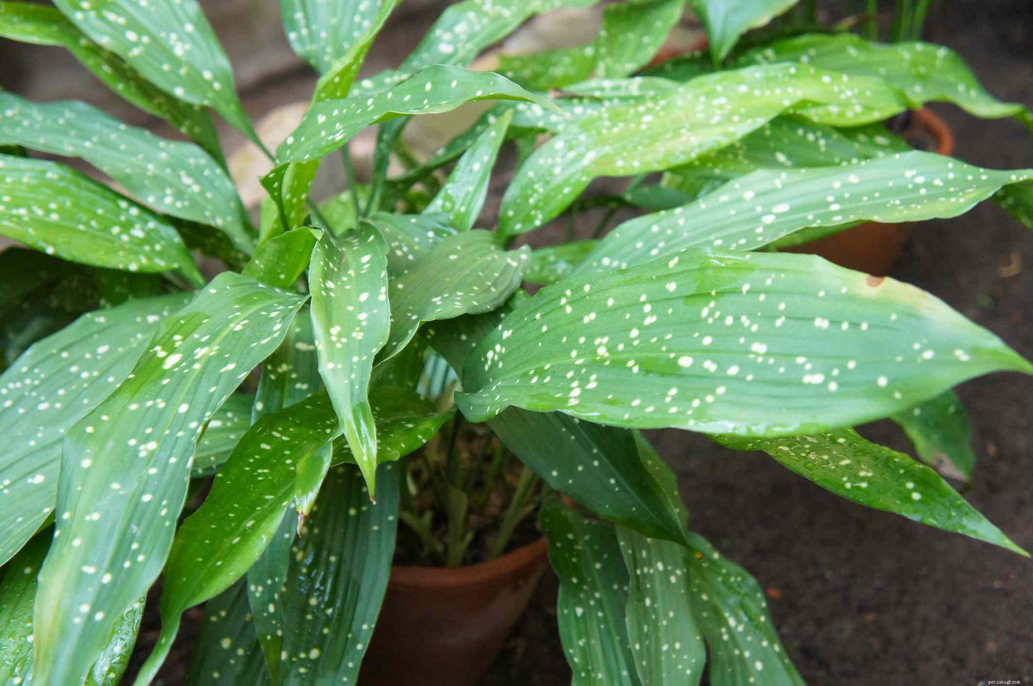 10 Dog-Friendly Houseplants That Are Safe & Non-Toxic