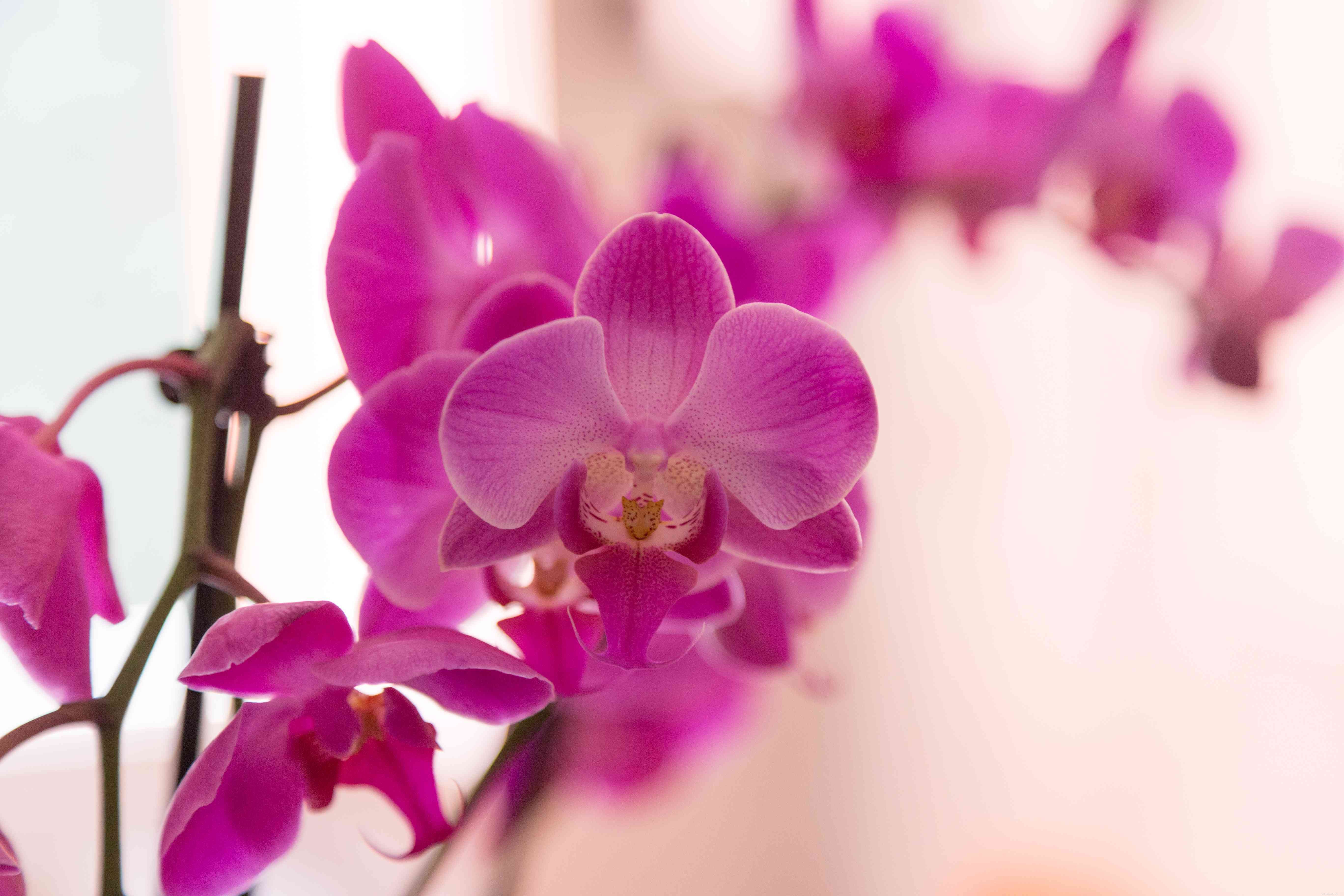 10 Dog-Friendly Houseplants That Are Safe & Non-Toxic