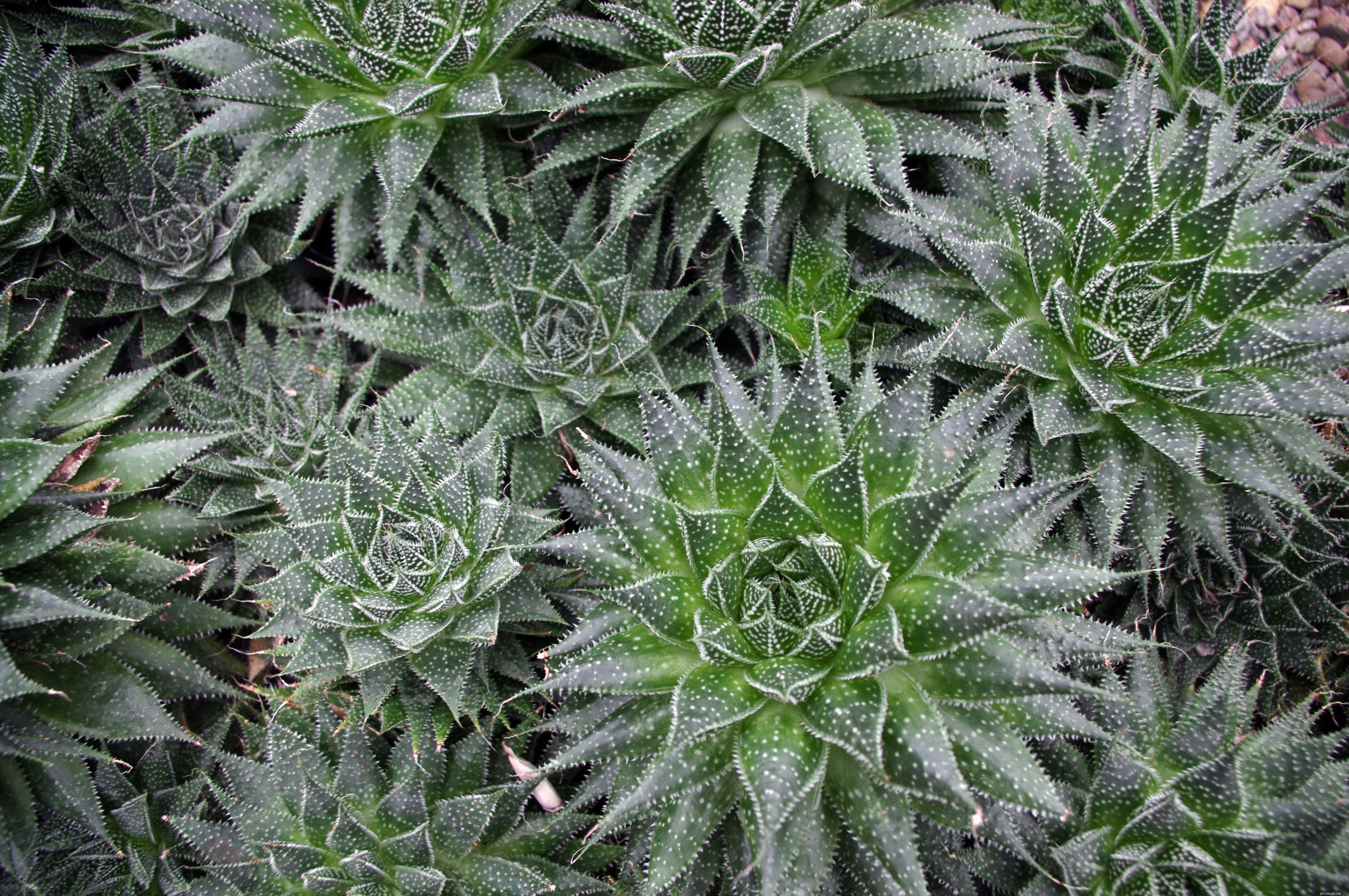 10 Dog-Friendly Houseplants That Are Safe & Non-Toxic