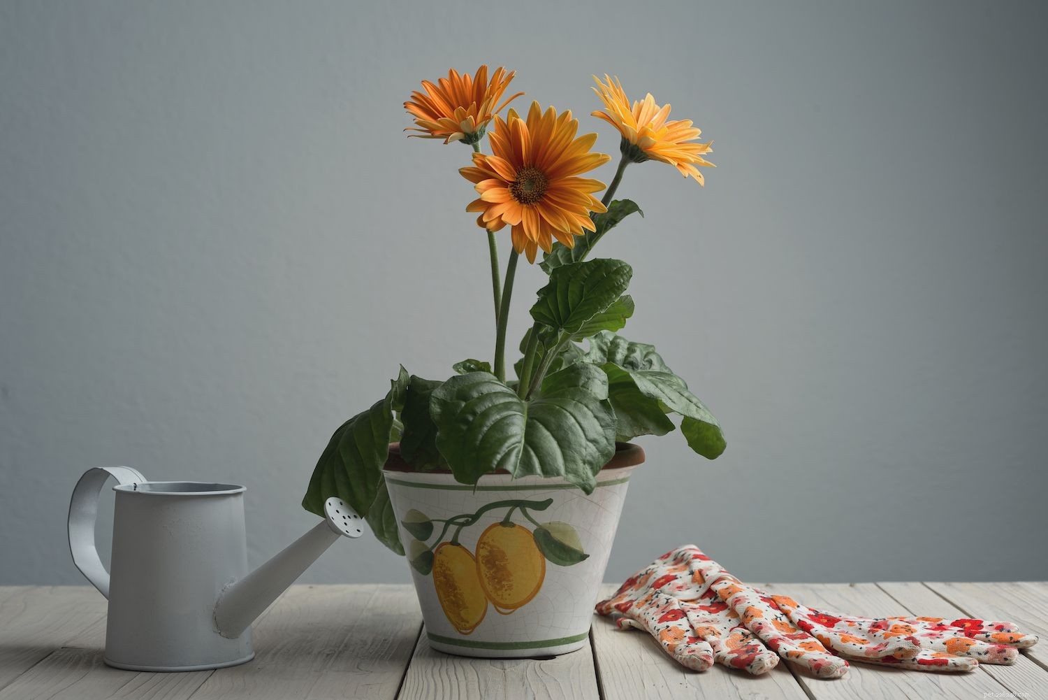 10 Dog-Friendly Houseplants That Are Safe & Non-Toxic
