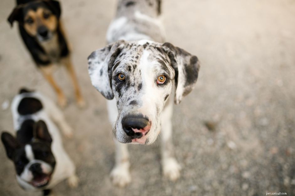 Top 109 Great Dane Names: Classic, Strong & Memorable