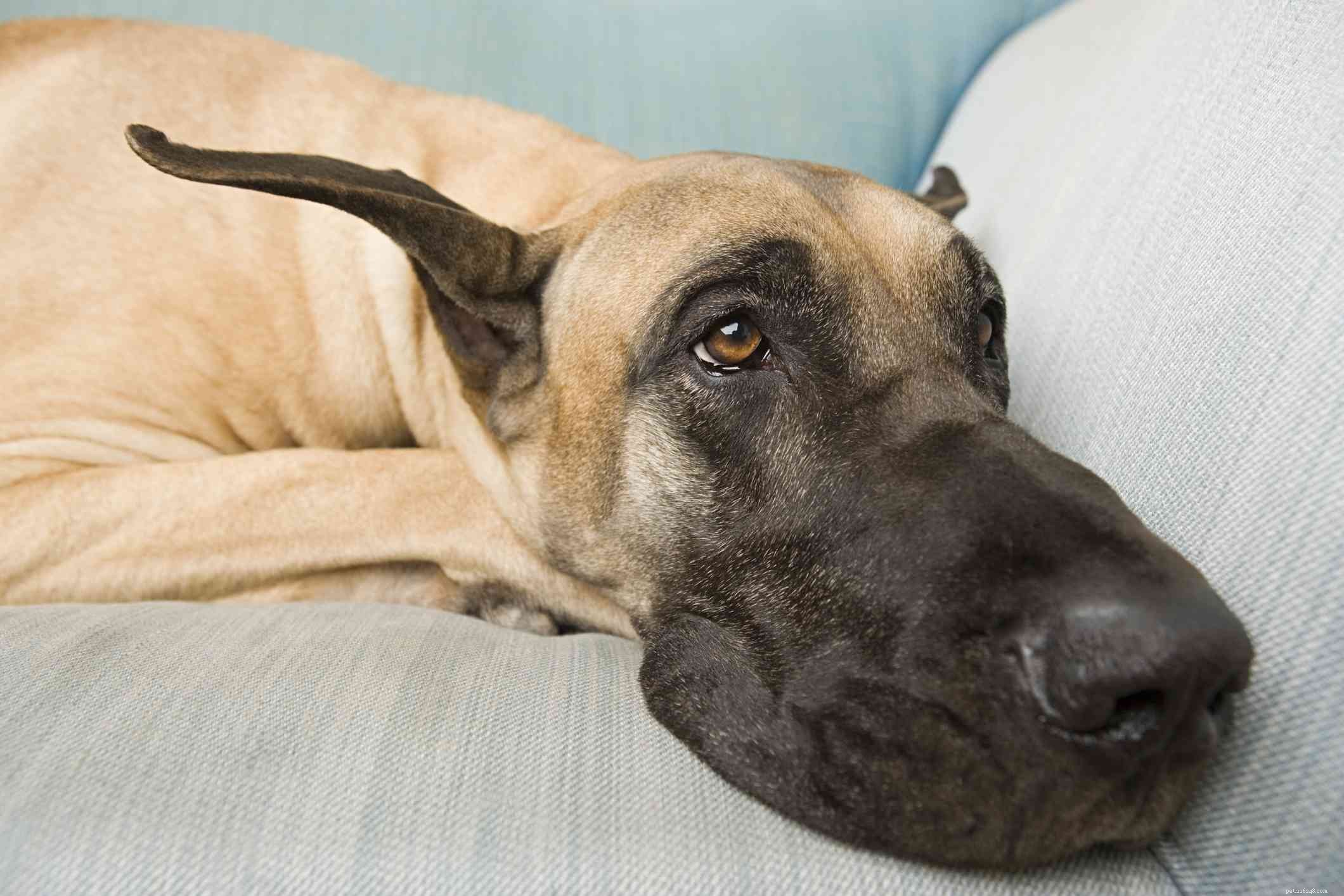 Top 109 Great Dane Names: Classic, Strong & Memorable