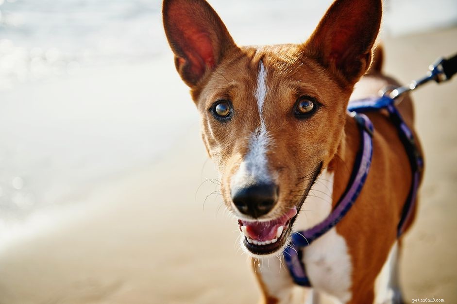 35 Unique Egyptian Dog Names: Inspired by Ancient Mythology