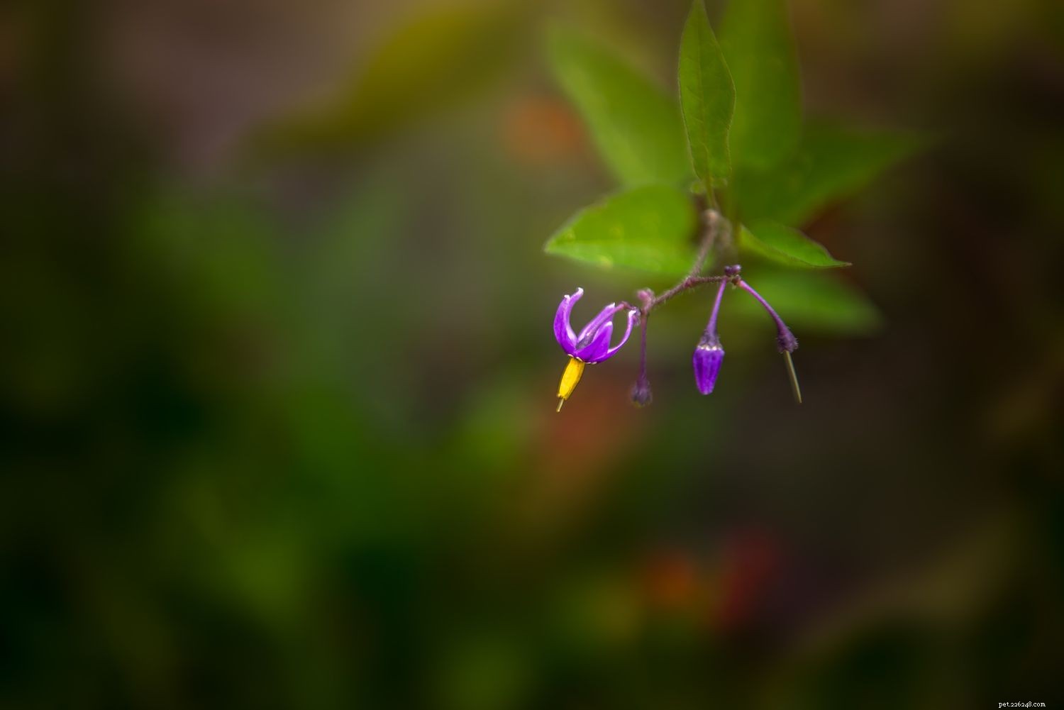 Identify & Remove Toxic Plants: Protect Your Horses