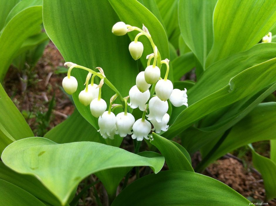 Identify & Remove Toxic Plants: Protect Your Horses