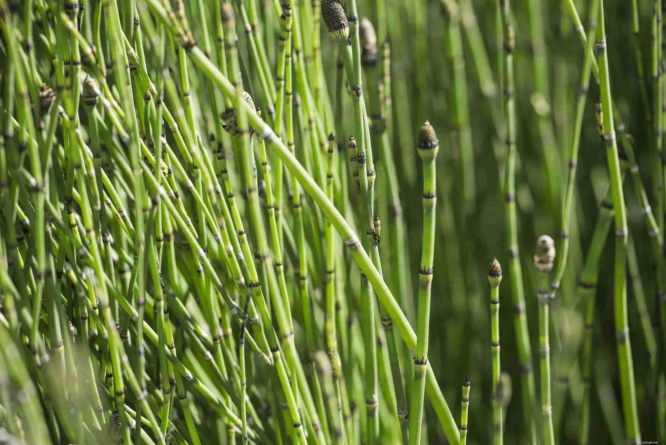Identify & Remove Toxic Plants: Protect Your Horses