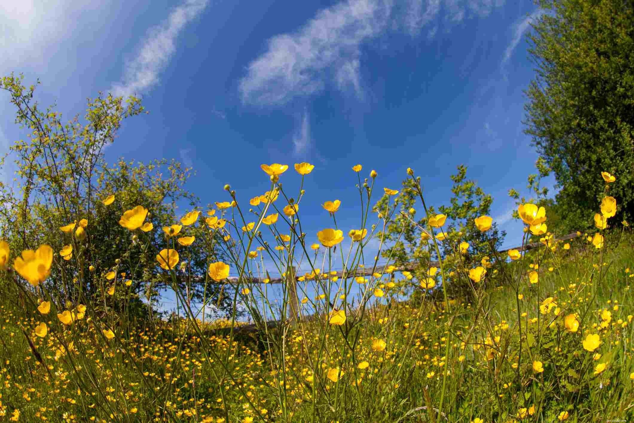 Identify & Remove Toxic Plants: Protect Your Horses