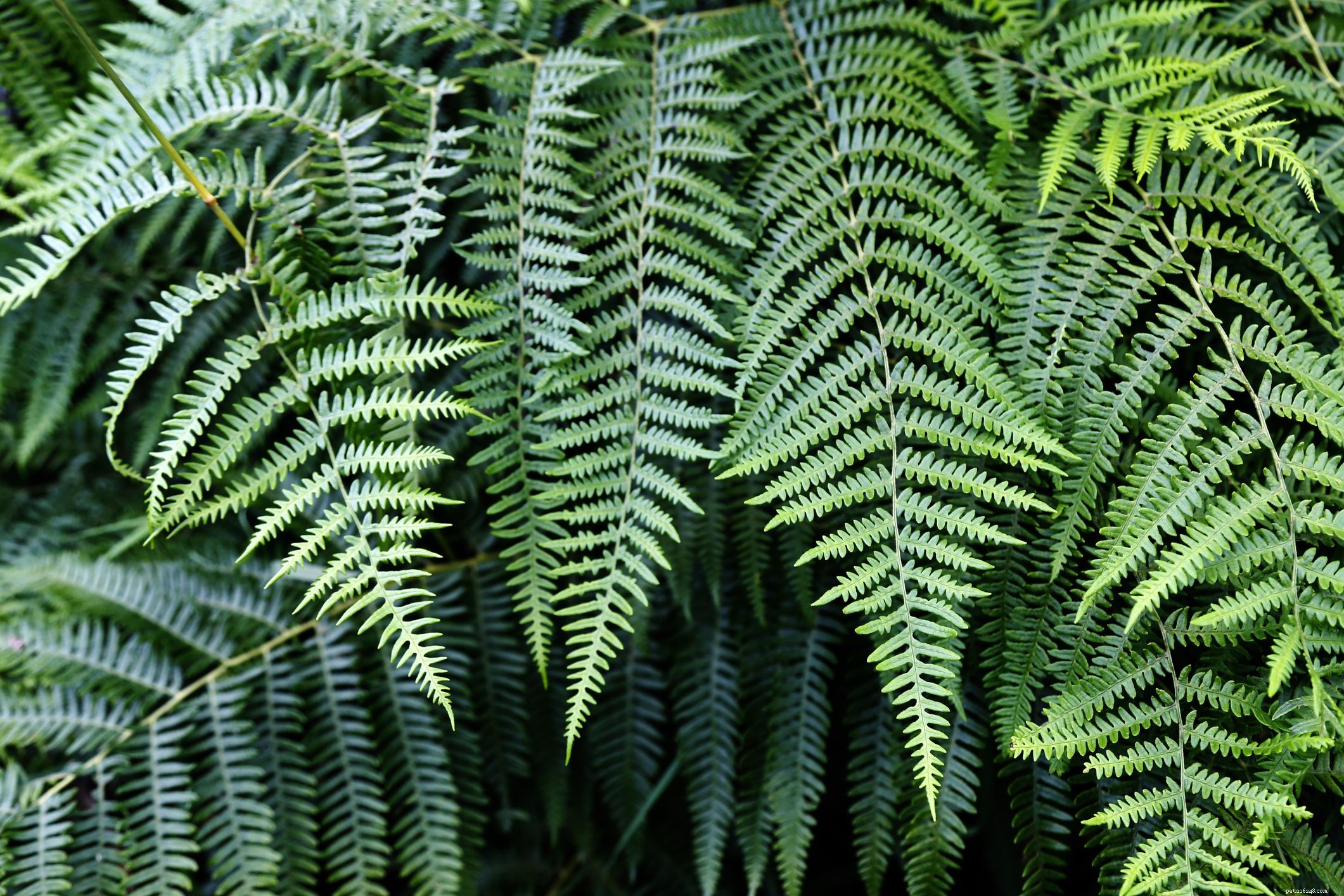 Identify & Remove Toxic Plants: Protect Your Horses