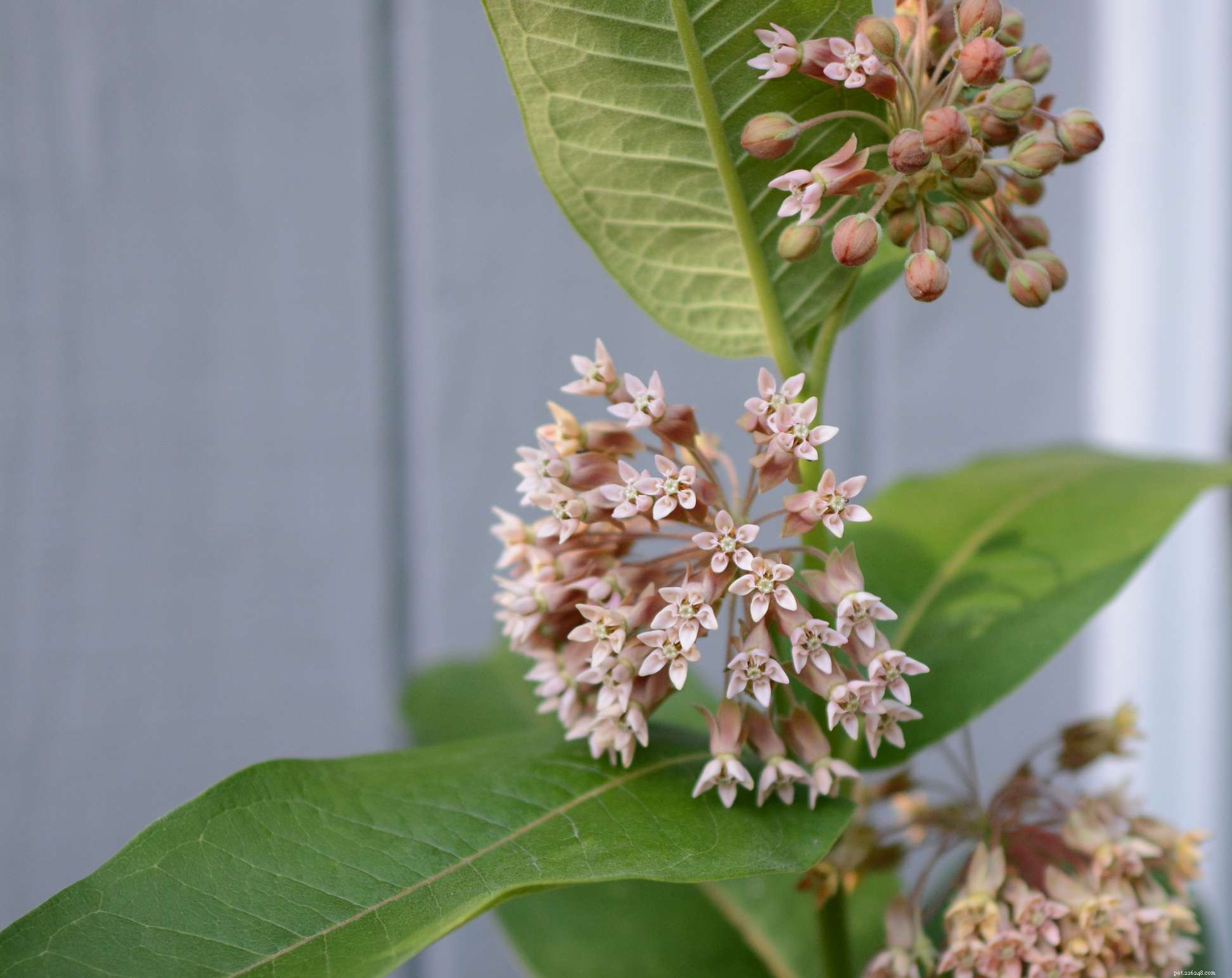 Identify & Remove Toxic Plants: Protect Your Horses
