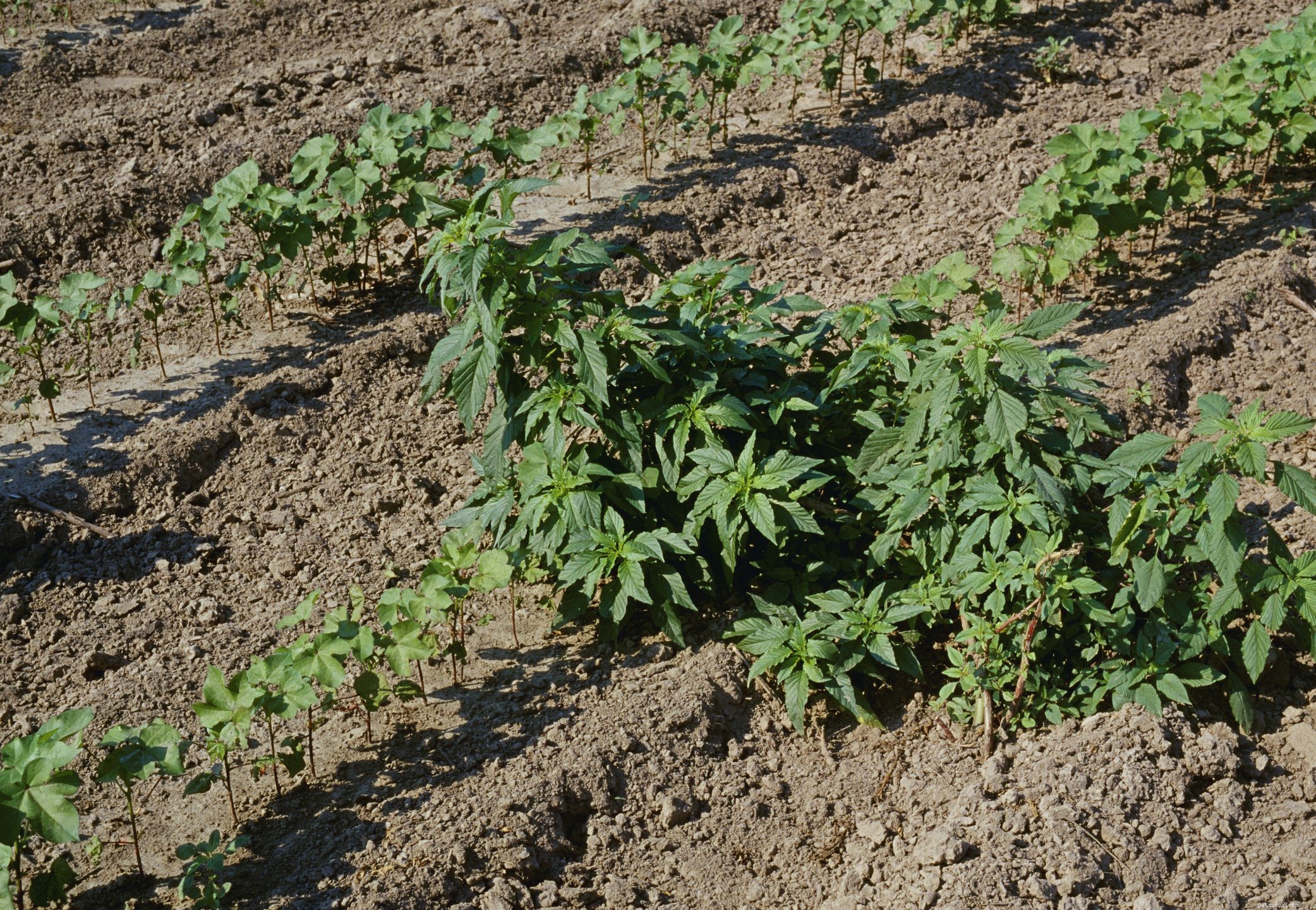 Identify & Remove Toxic Plants: Protect Your Horses