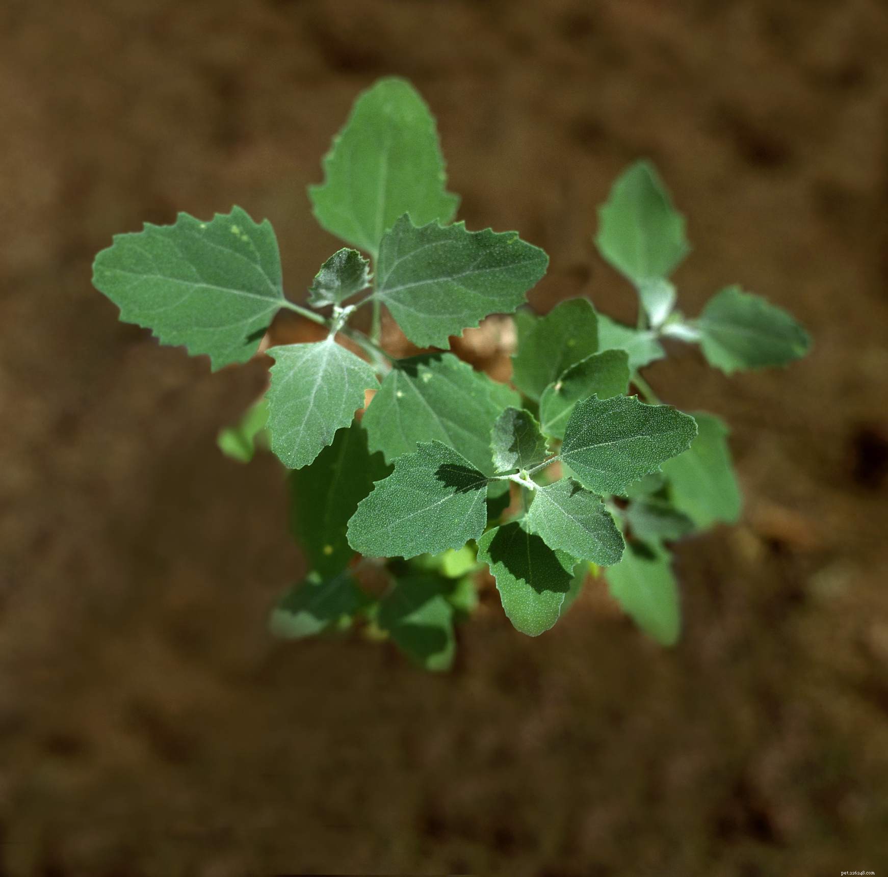 Identify & Remove Toxic Plants: Protect Your Horses