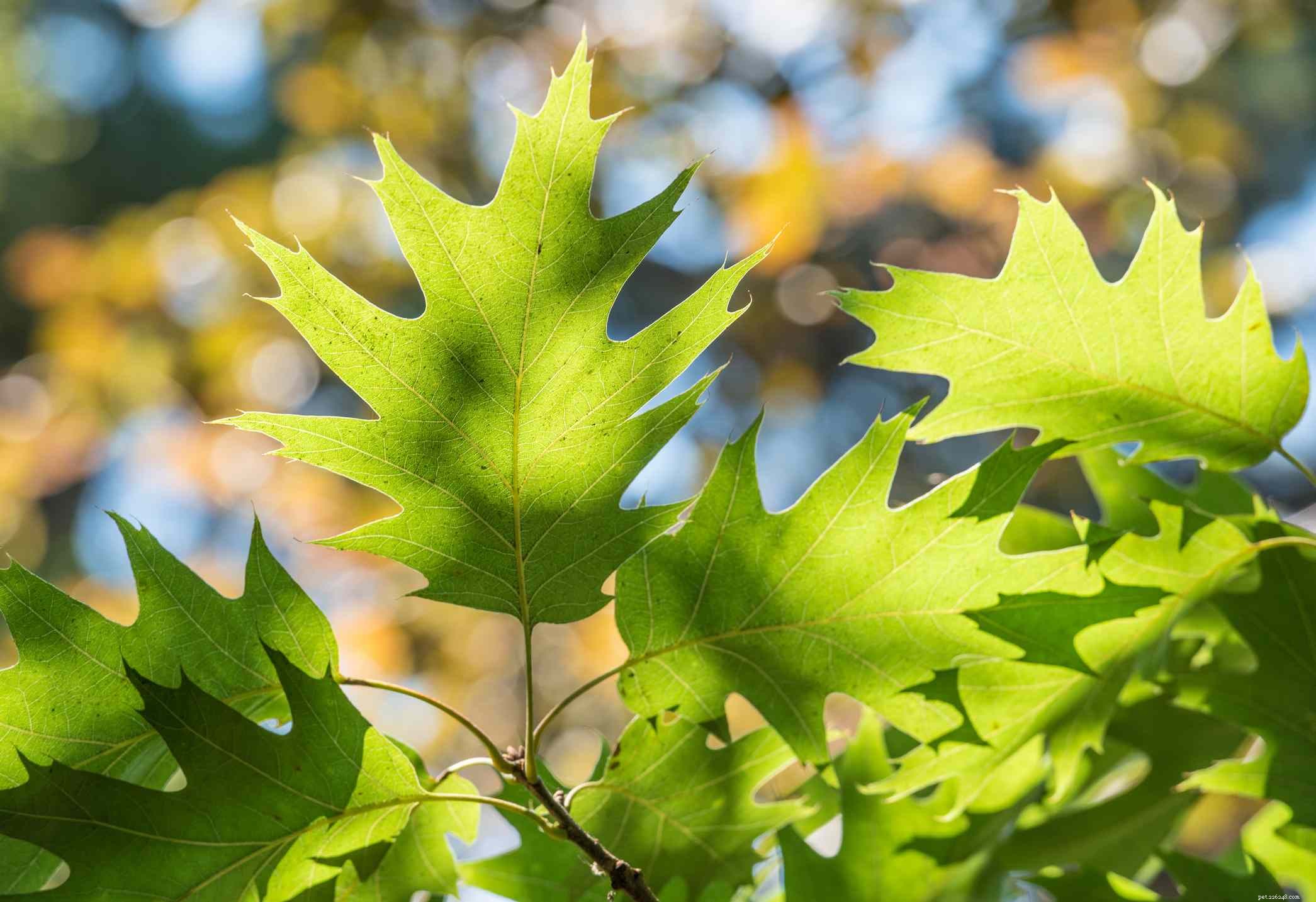 Identify & Remove Toxic Plants: Protect Your Horses