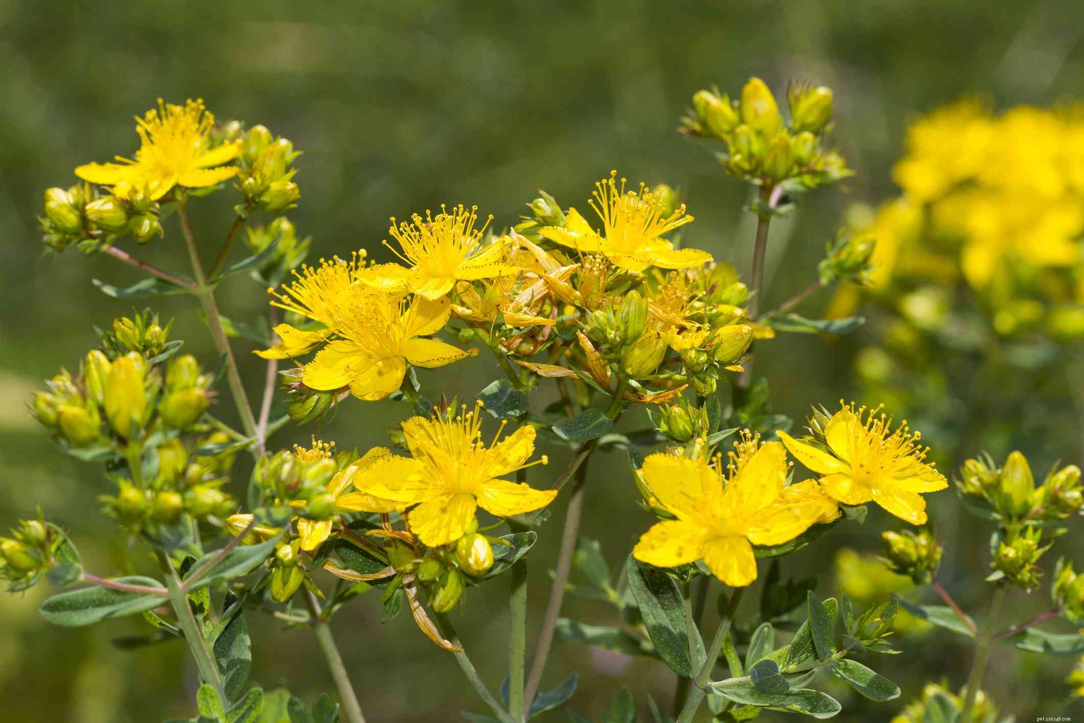 Identify & Remove Toxic Plants: Protect Your Horses