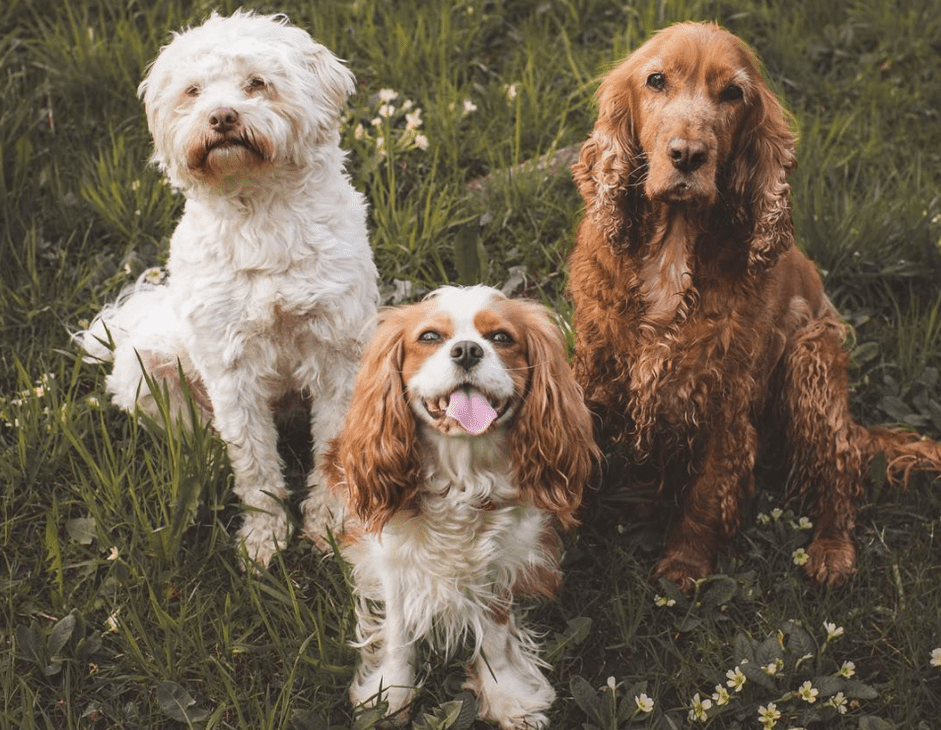 Top 16 Dog Instagram Accounts You Should Follow Now