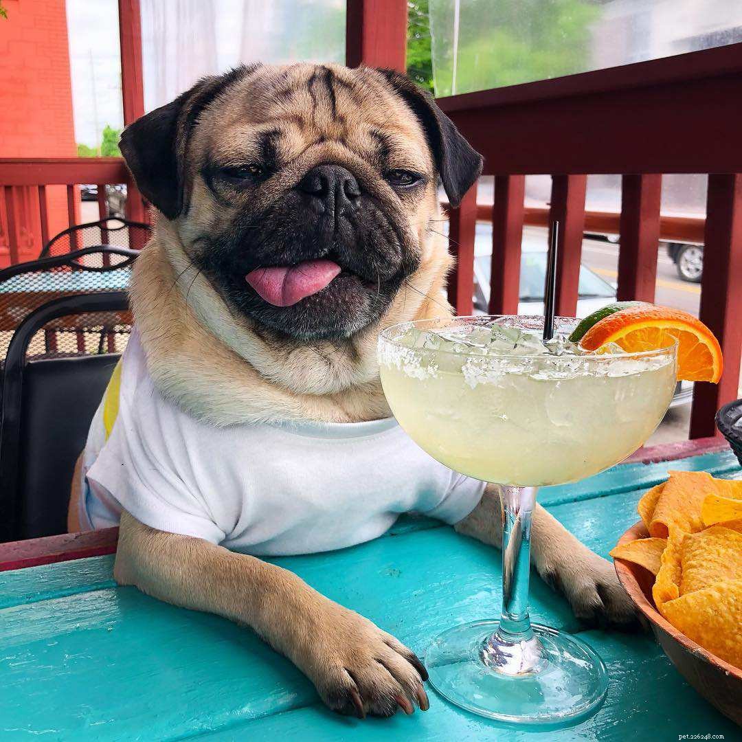 Top 16 Dog Instagram Accounts You Should Follow Now