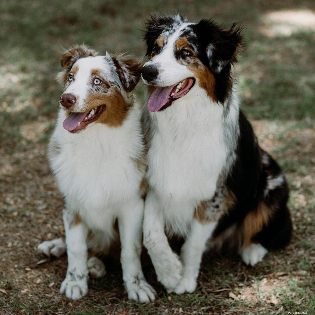 Top 16 Dog Instagram Accounts You Should Follow Now