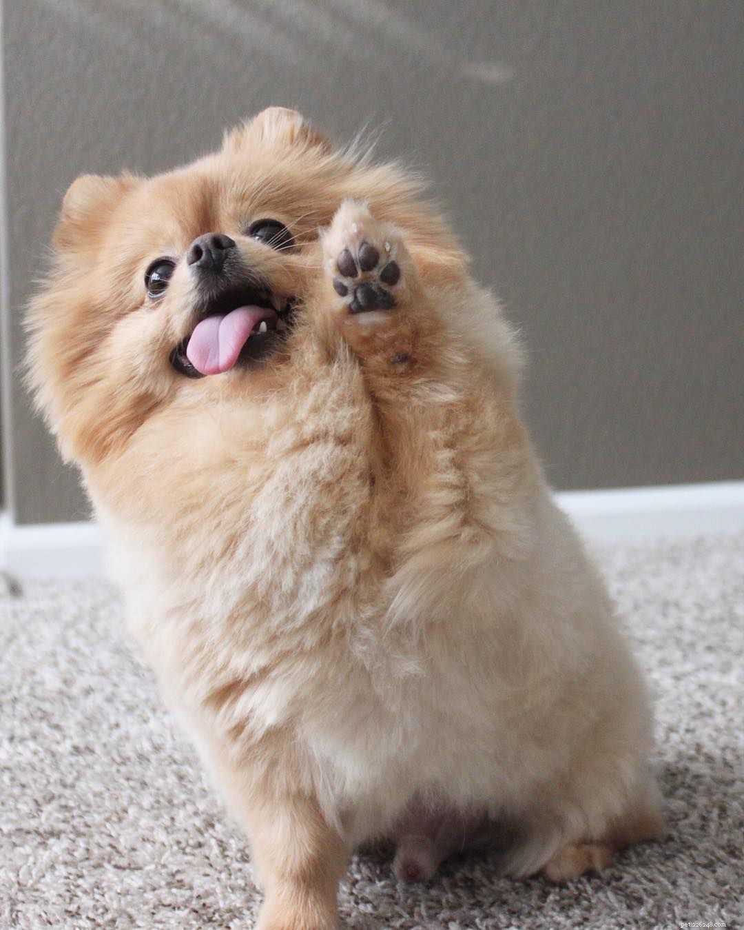 Top 16 Dog Instagram Accounts You Should Follow Now