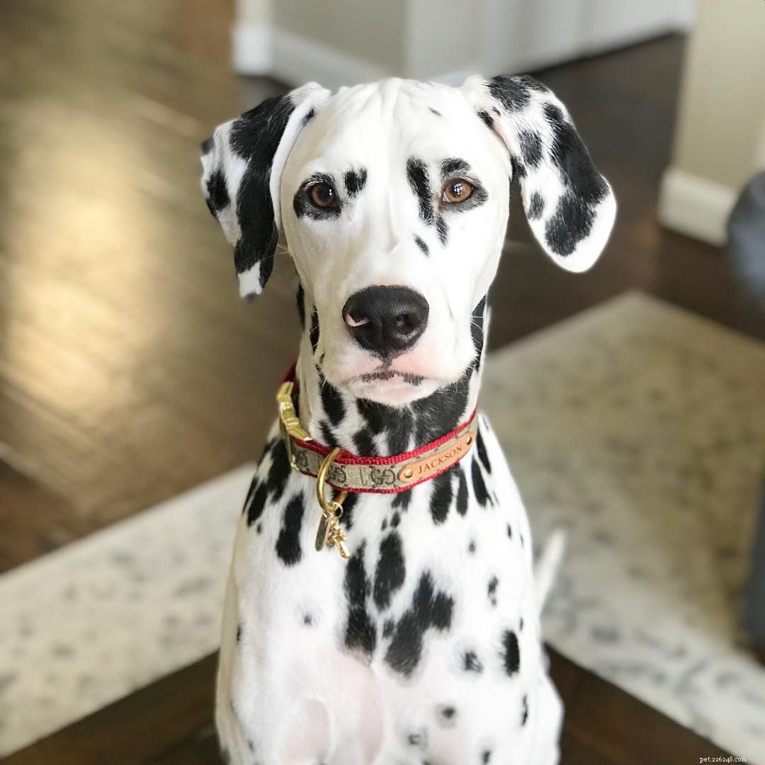 Top 16 Dog Instagram Accounts You Should Follow Now