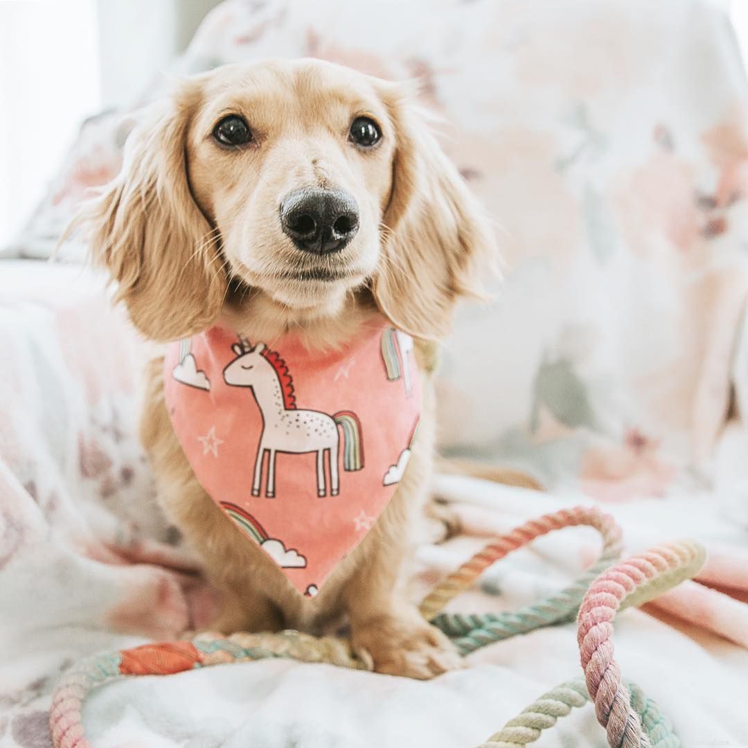 Top 16 Dog Instagram Accounts You Should Follow Now