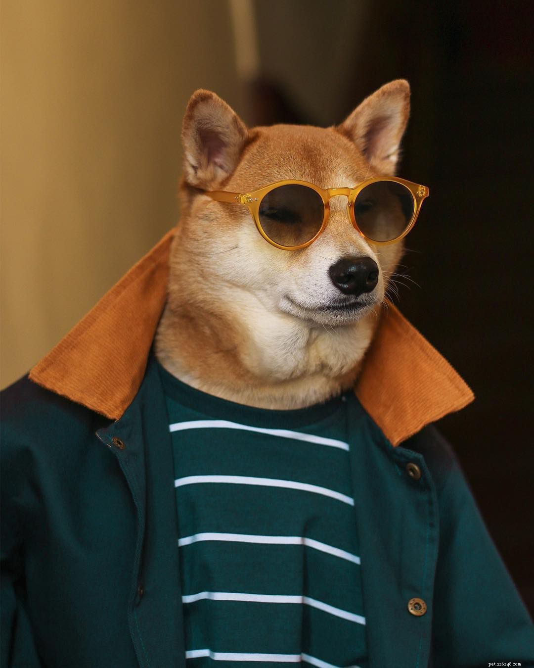 Top 16 Dog Instagram Accounts You Should Follow Now
