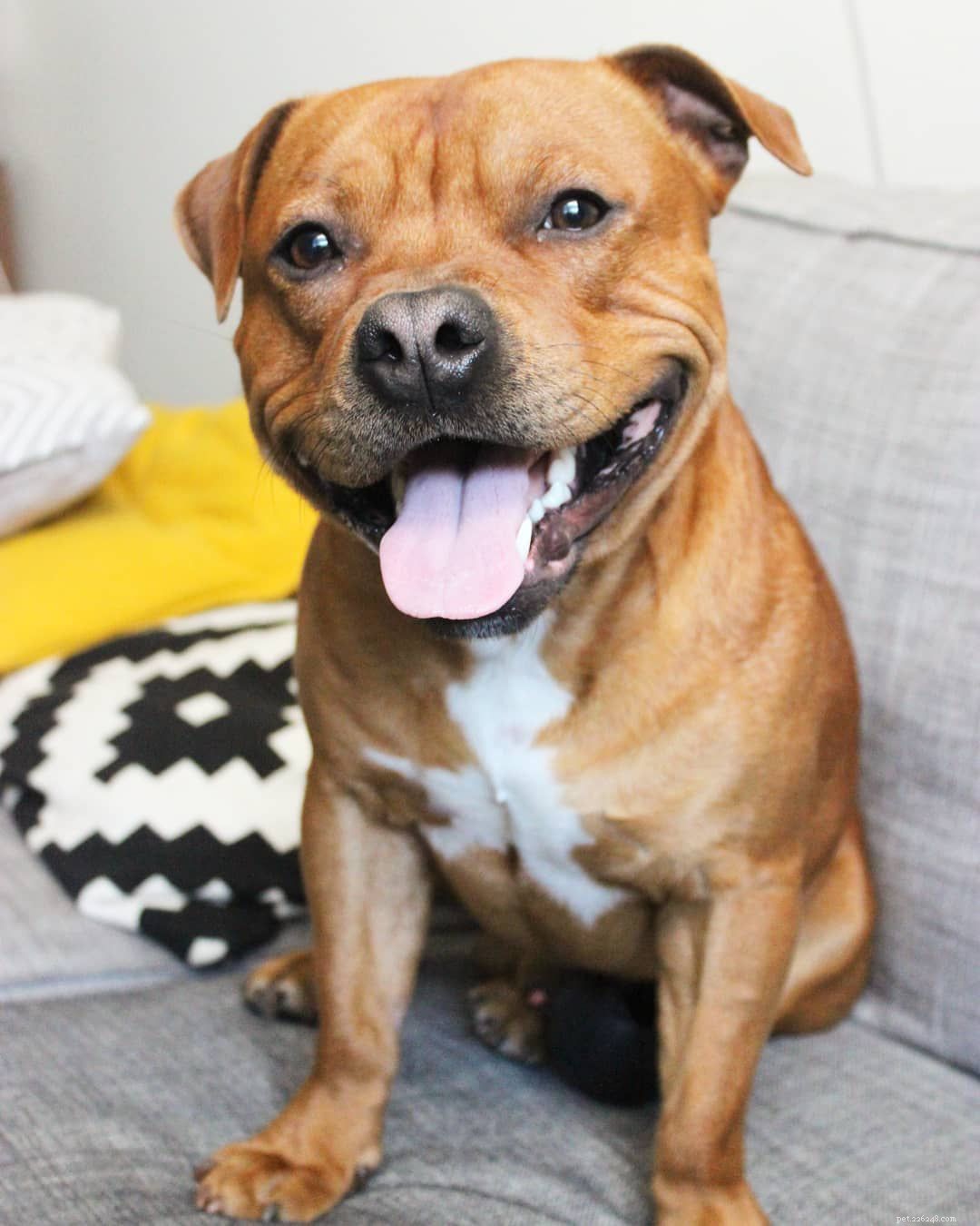 Top 16 Dog Instagram Accounts You Should Follow Now