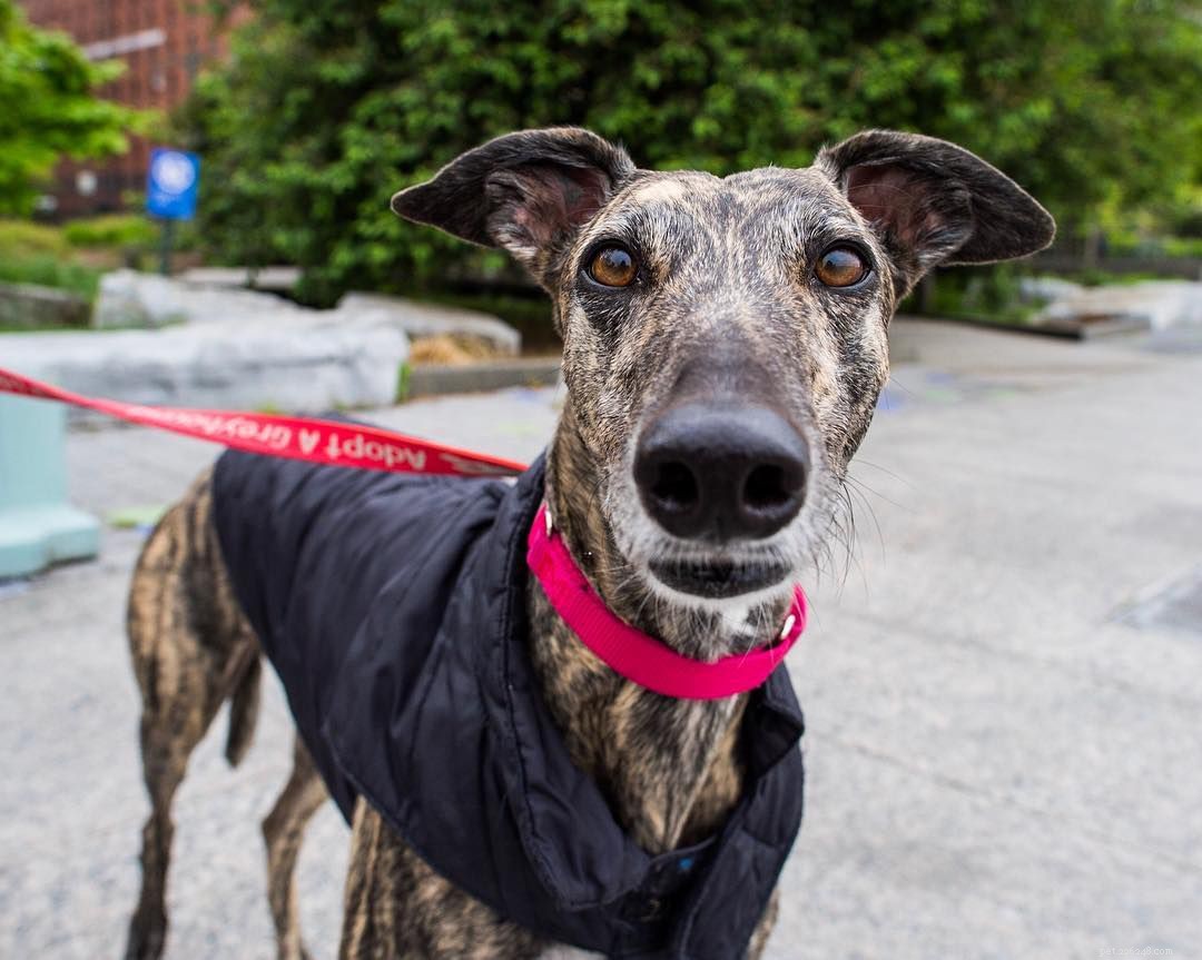 Top 16 Dog Instagram Accounts You Should Follow Now