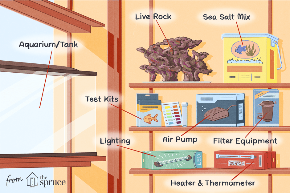 Essential Starter Guide for a Home Saltwater Aquarium