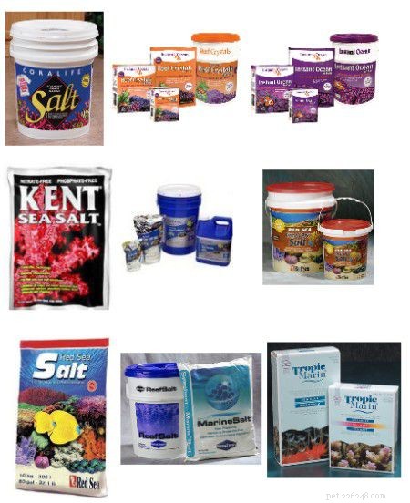 Essential Starter Guide for a Home Saltwater Aquarium