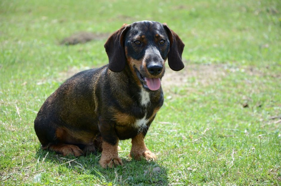 40 Best German Names for Female Dogs – Meaningful & Memorable