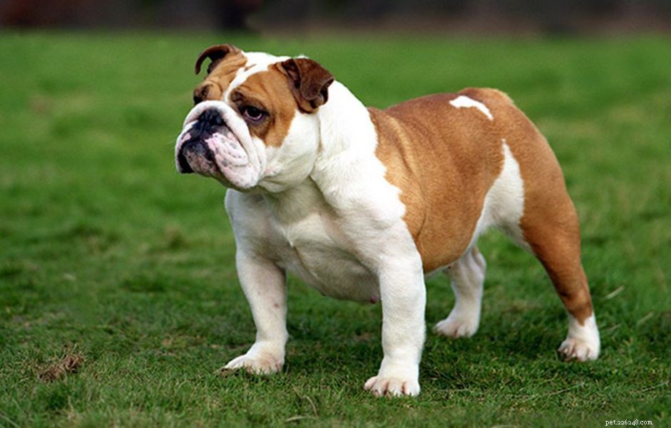 45 Charming Names for Your Female Bulldog