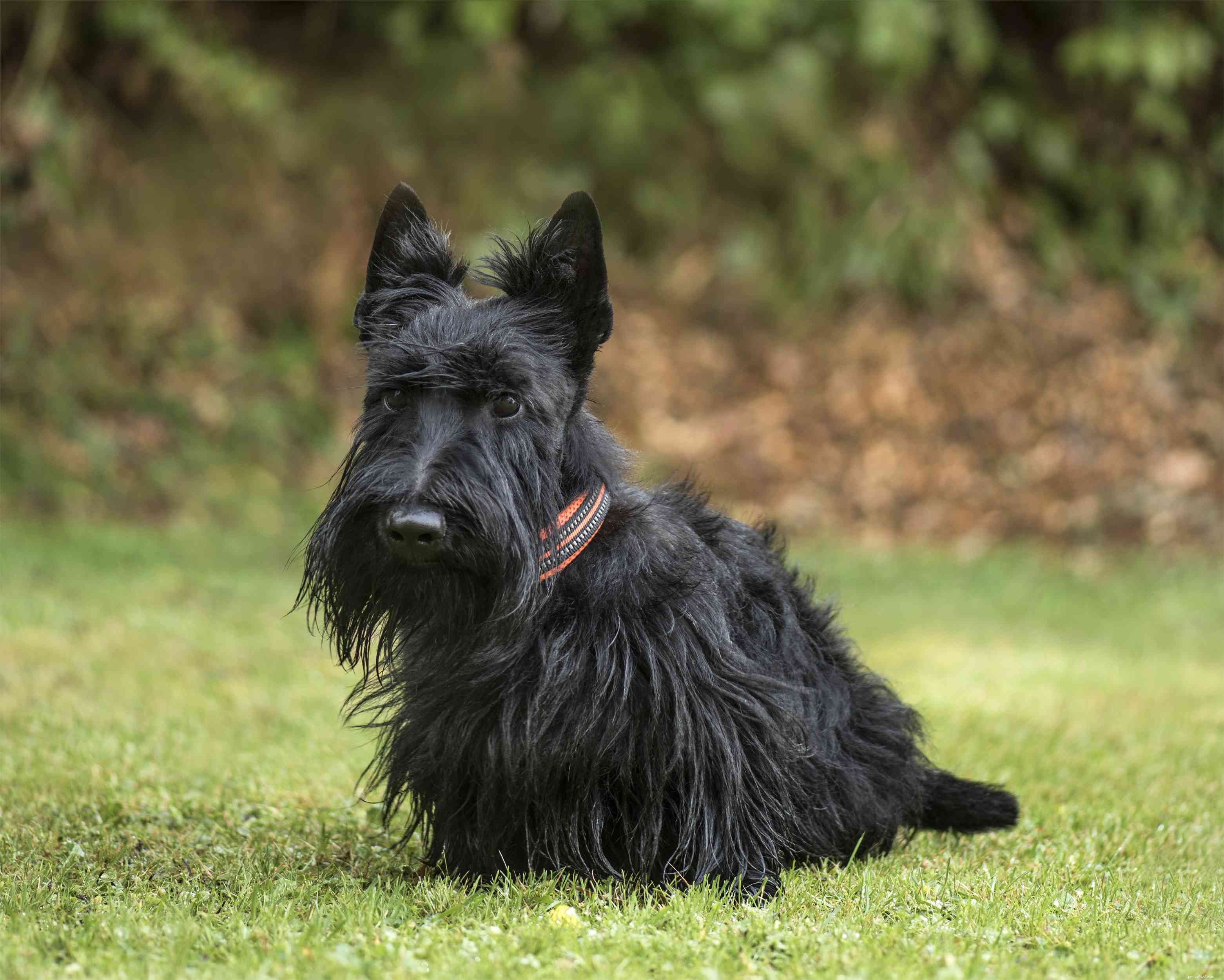 60 Timeless Scottish Dog Names: From Gaelic Roots to Classic Breeds