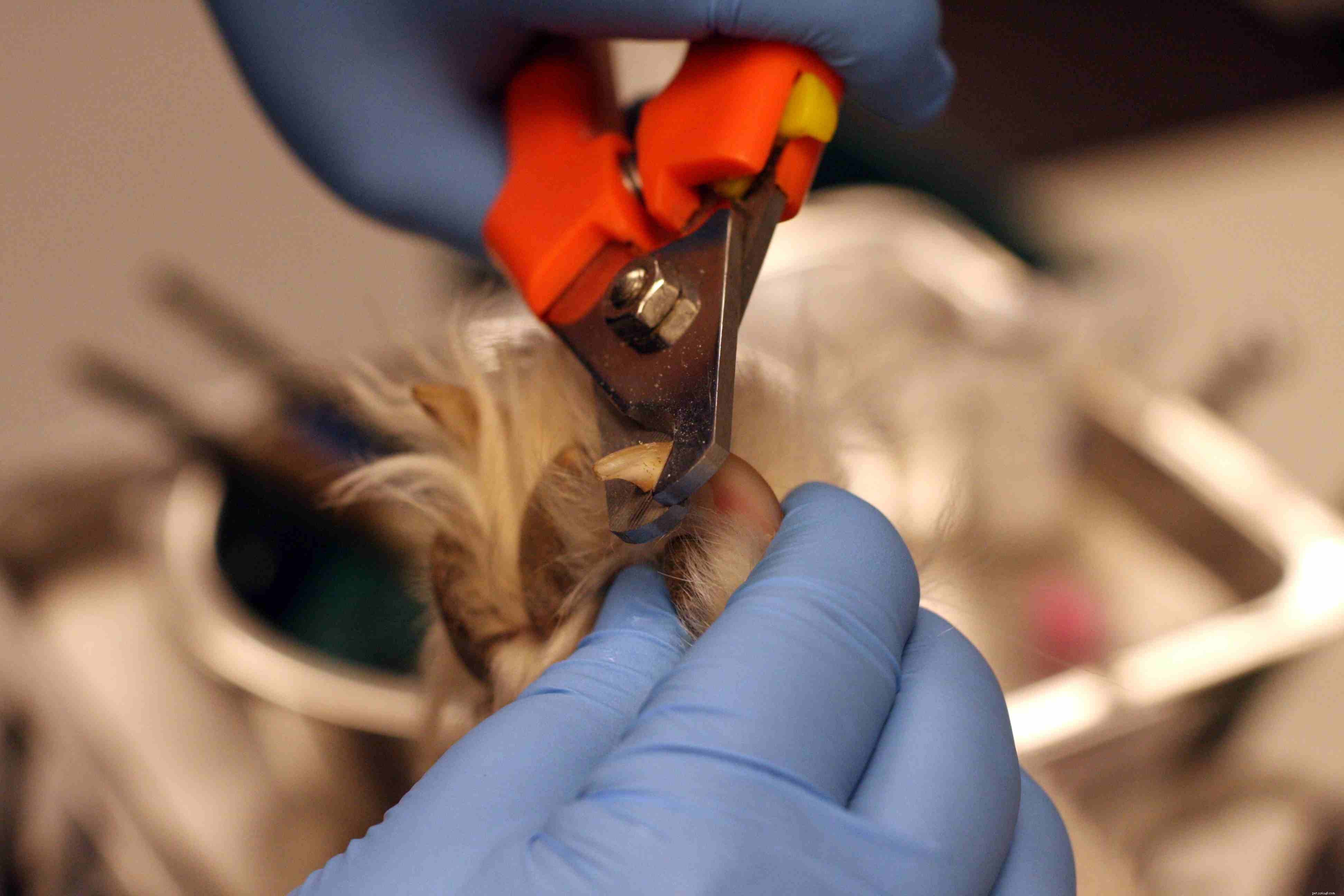 Professional Guide to Safely Trimming Your Dog’s Nails