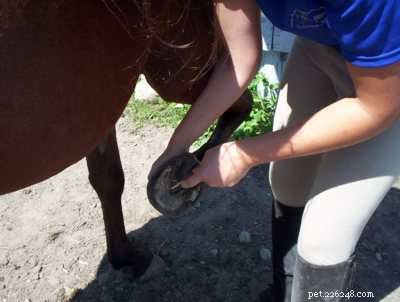 Master Horse Grooming: Build Bond & Care for Coat, Hooves & Health