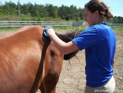 Master Horse Grooming: Build Bond & Care for Coat, Hooves & Health